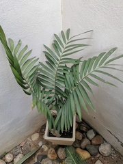 Zamia