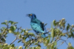 Lamprotornis chalybaeus