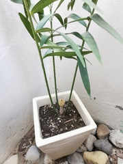 Zamia