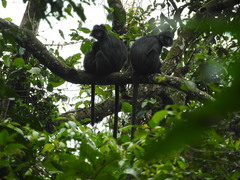Trachypithecus mauritius
