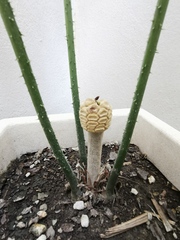 Zamia
