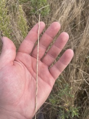 Thinopyrum obtusiflorum