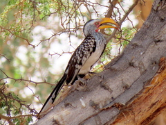 Tockus leucomelas leucomelas