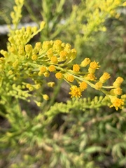 Solidago mexicana