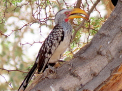 Tockus leucomelas leucomelas