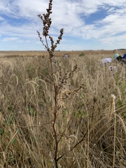 Artemisia campestris