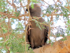 Corythaixoides concolor pallidiceps