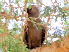 Corythaixoides concolor pallidiceps