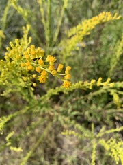 Solidago mexicana