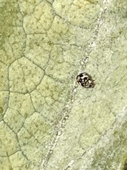 Coccinellidae
