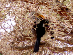 Tockus leucomelas leucomelas