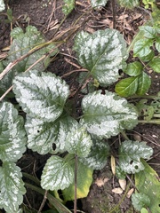 Lamium galeobdolon argentatum