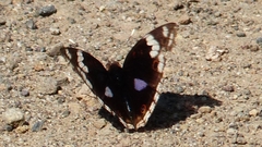 Junonia oenone