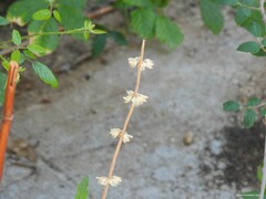 Salvia verbenaca
