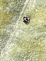 Coccinellidae