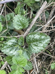 Lamium galeobdolon argentatum