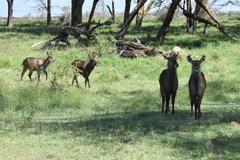 Kobus ellipsiprymnus defassa