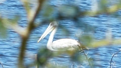 Pelecanus rufescens