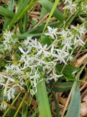 Clematis flammula