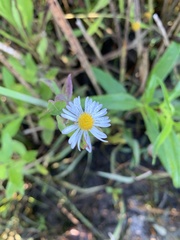 Boltonia asteroides