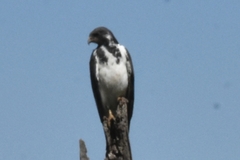 Buteo augur
