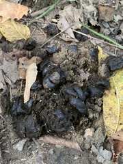 Odocoileus virginianus