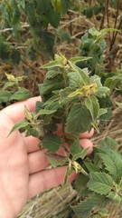 Monarda fistulosa