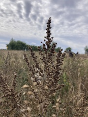 Cyclachaena xanthiifolia