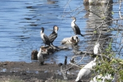 Phalacrocorax carbo