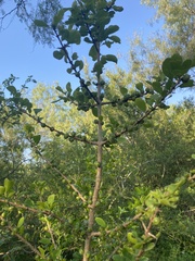 Randia obcordata