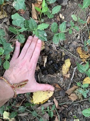 Odocoileus virginianus