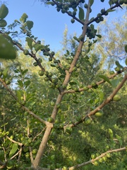 Randia obcordata