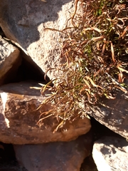 Asplenium septentrionale