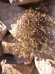 Asplenium septentrionale