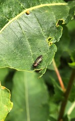 Agrilus