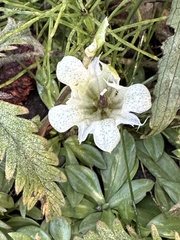Gentiana newberryi