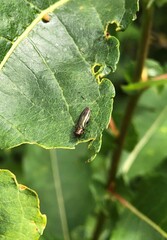 Agrilus