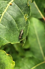 Agrilus