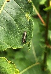 Agrilus