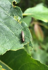 Agrilus
