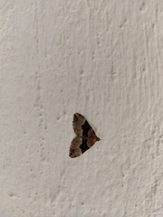Cobubatha lixiva
