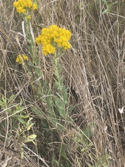 Solidago missouriensis