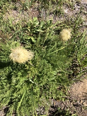 Ligusticum grayi