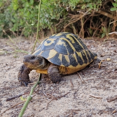 Testudo hermanni