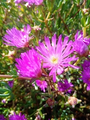 Lampranthus stipulaceus