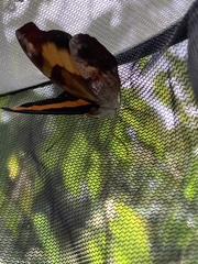 Catonephele mexicana