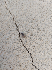 Melacoryphus lateralis