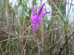 Arethusa bulbosa