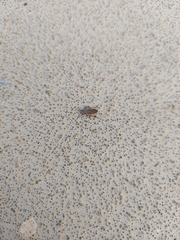 Melacoryphus lateralis