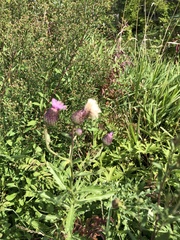 Cirsium muticum